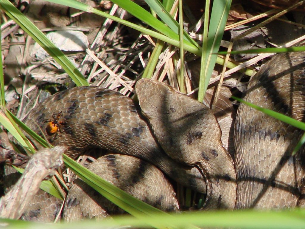 ragnetto a passeggio? No. Ninfa di Rhinocoris sp.